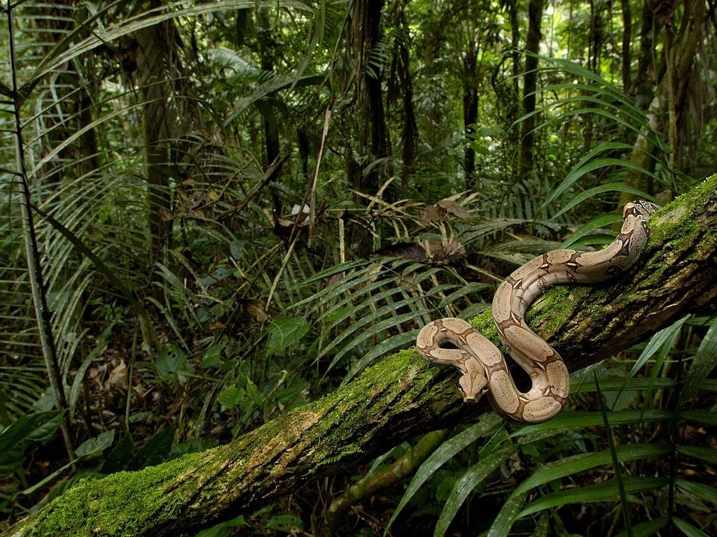 serpente_nella_giungla_1024x768