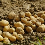 patate